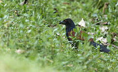 Grand Coucal