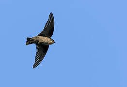 Red-throated Rock Martin