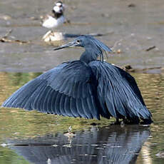 Aigrette ardoisée