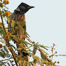 Bulbul à ventre rouge