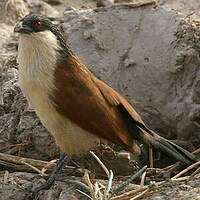 Coucal du Sénégal