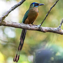 Motmot houtouc