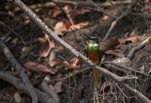 Jacamar à queue rousse