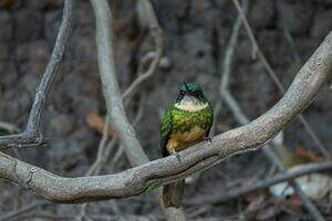 Jacamar à queue rousse