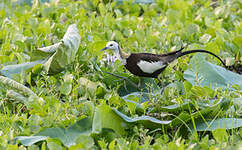 Jacana à longue queue