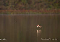 Jacana noir