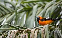 Oriole à dos orange