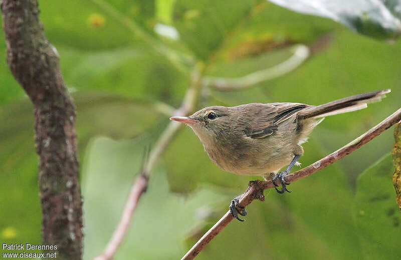 Seychelles Warbler - Acrocephalus sechellensis adult breeding - pade92500