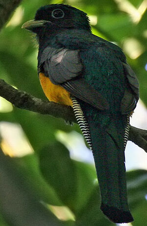 Trogon de Pelzeln