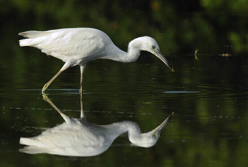 Aigrette bleue juvénile - pain65145