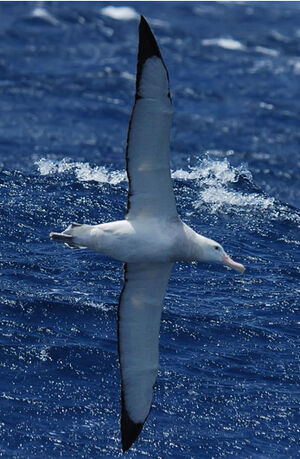 Wandering Albatross : Pictures.