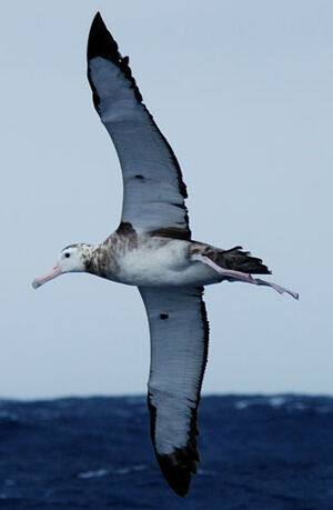 Wandering Albatross : Pictures.