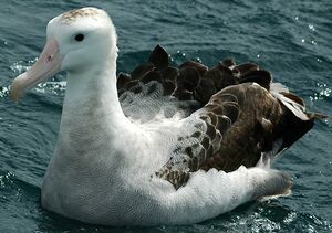 Wandering Albatross : Pictures.