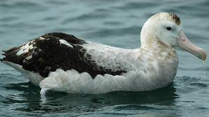 Wandering Albatross : Pictures.