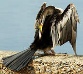 Anhinga d'Australie