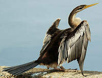 Anhinga d'Australie