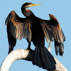 Anhinga d'Australie