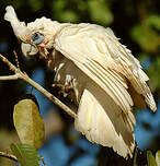 Cacatoès corella