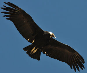 Andean Condor : Pictures.