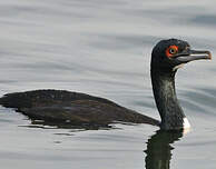 Cormoran de Bougainville