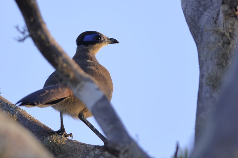 Coua à tête oliveadulte