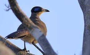 Olive-capped Coua