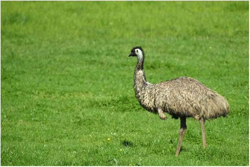Zuidelijk Collega Overtollig Emu - Dromaius novaehollandiae female adult - pain24601