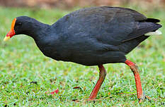 Gallinule sombre