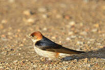 Hirondelle à tête rousse