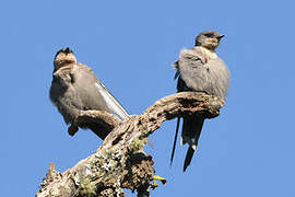 Red-throated Rock Martin