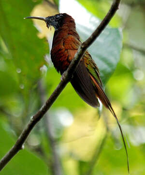 Colibri topaze