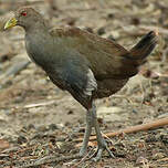 Gallinule de Tasmanie