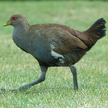 Gallinule de Tasmanie