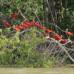 Ibis rouge