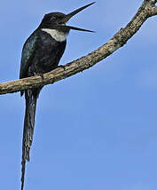 Jacamar à longue queue