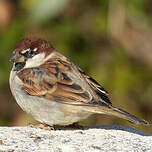 Moineau cisalpin