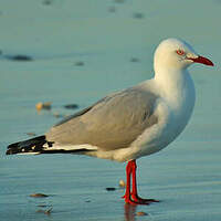 Mouette argentée