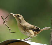 Troglodyte austral