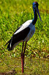 Jabiru d'Asie