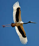 Jabiru d'Asie