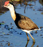 Jacana à crête