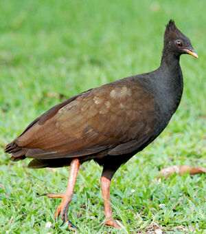 Orange-footed Scrubfowl - Megapodius reinwardt