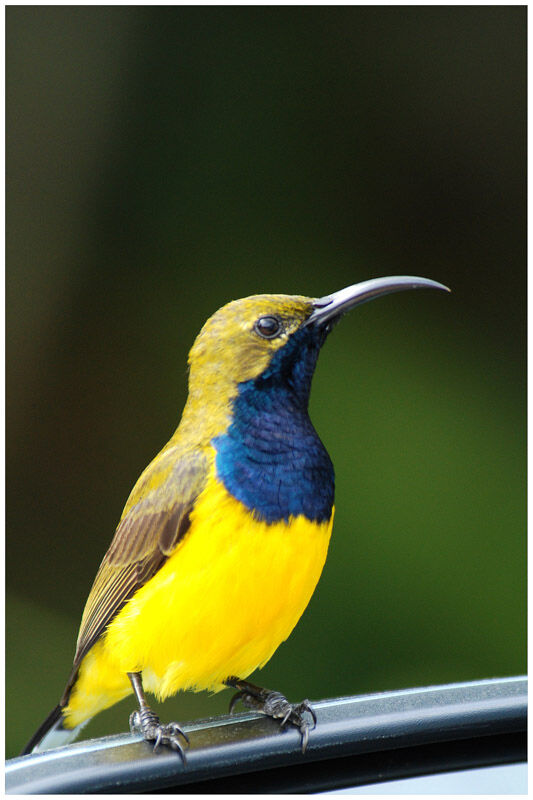 Sahul Sunbird male adult