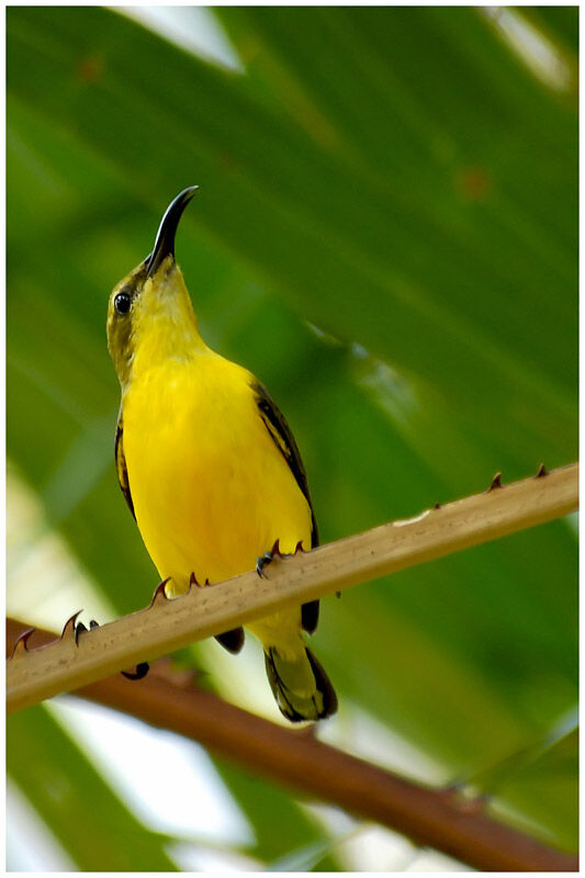 Sahul Sunbird female adult