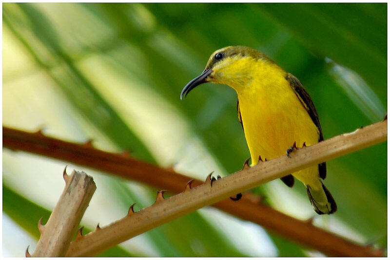 Sahul Sunbird female adult, identification