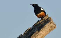 Traquet à ventre roux