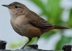 Southern House Wren