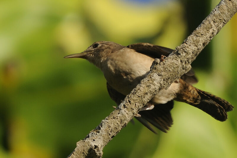 Southern House Wrenadult