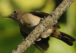 Southern House Wren