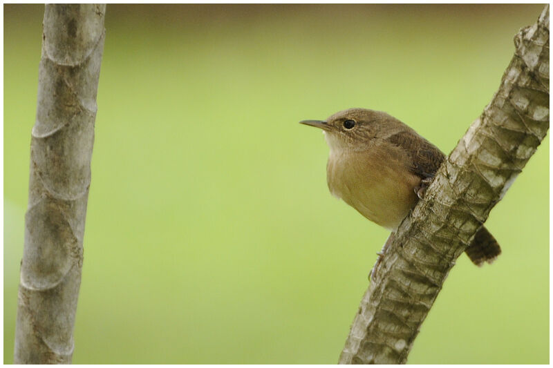 Southern House Wrenadult